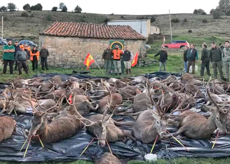 Resultado Montería Baños de Tajo 1 2024 Alcarria Hunting